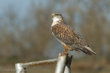 Ferruginous Hawk