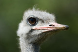 Ive got my eye on you!