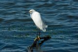 Snowy Egret