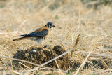 American Kestral