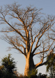 Baobab Tree,   Chiawa