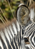 Crawshay Zebra Angles,  Mfuwe