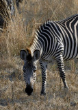 Crawshay Zebra , Mufwe