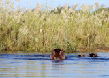 Hippos in Zambezi River,  Chiawa 1