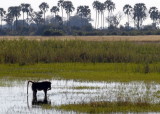Baboon Scenic,  Okavango Delta
