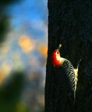 Red Bellied Woodpecker