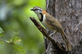 365 ::Lesser Necklaced Laughingthrush::