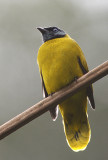 Black-headed Bulbul
