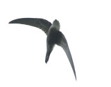 Pacific Swift