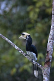 Oriental Pied Hornbill (male)