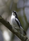 Little Pied Flycatcher