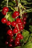 Red Currant