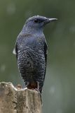 015 - Blue Rock Thrush (male)