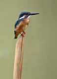 036 - Common Kingfisher
