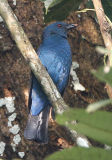018 - Asian Fairy Bluebird (female)