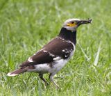 006 - Black-collared Starling (adult)