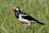 007 - Asian Pied Starling