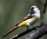 028 - Small Minivet (female)