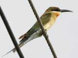 039 - Blue-tailed Bee-eater