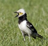 006 - Black-collared Starling (adult)