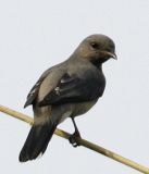 030 - Black-winged Cuckooshrike (not sharp)