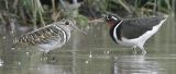 046 - Greater Painted-snipe (male and female)