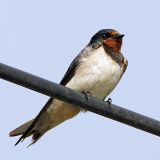 056 - Barn Swallow