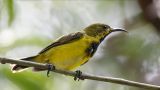 051 - Olive-backed Sunbird (male, eclipse)