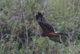 059 - Eastern Marsh Harrier   (not sharp)