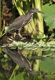 060 - Little Heron