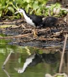 061 - White-breasted Waterhen