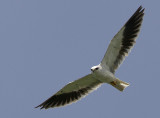 235 ::Black-shouldered Kite::