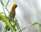 Asian Golden Weaver (male)