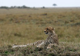 cheetah 3438.jpg