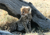 cheetah cub 2715.jpg