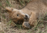 lion cub 4239.jpg