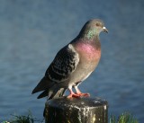 Lake Eola Bird