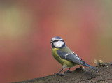 Pimpelmees/Blue Tit