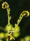 Fiddleneck backlighted