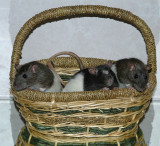 Basketful of Pocket Pals