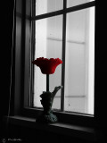 Window Flower