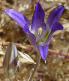 Brodiaea - (Elegant Brodiaea??)