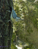 Nuthatch, White-breasted Nuthatch