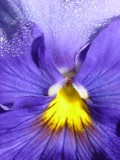 Pansy dew