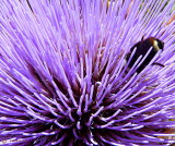 Thistle & Bumblebee