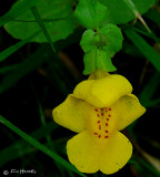 Golden Monkey Flower