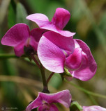 Spring Vetch - pea family