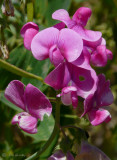 Spring Vetch