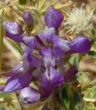 Unidentified small lavender-purple - pea family?