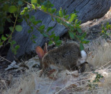 Cottontail Rabbit - Desert?